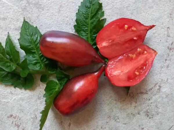 Tomaten: Shadow Boxing