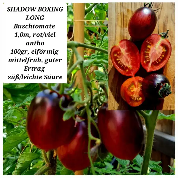 Tomaten: SHADOW BOXING LONG