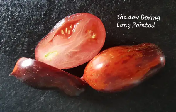 Tomaten: Shadow Boxing Long pointed