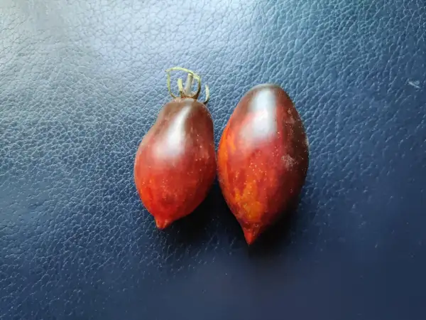 Tomaten: Shadow Boxing Long pointed