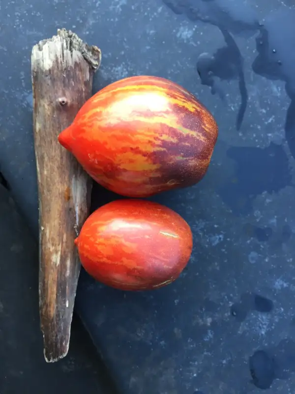 Tomaten: Shadow Boxing Long Pointed / Dwarf Shadow Boxing Long Pointed