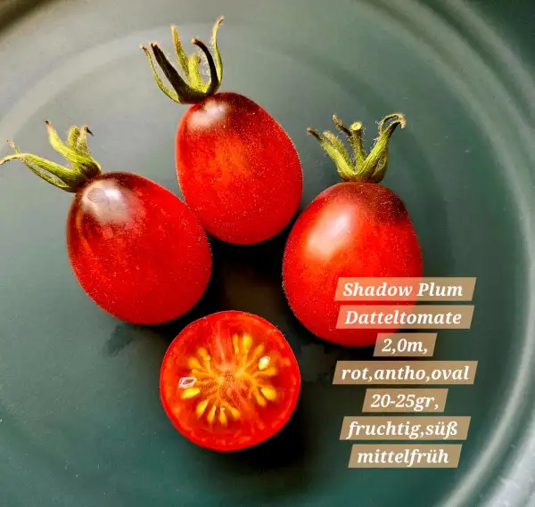 Tomaten: Shadow Plum