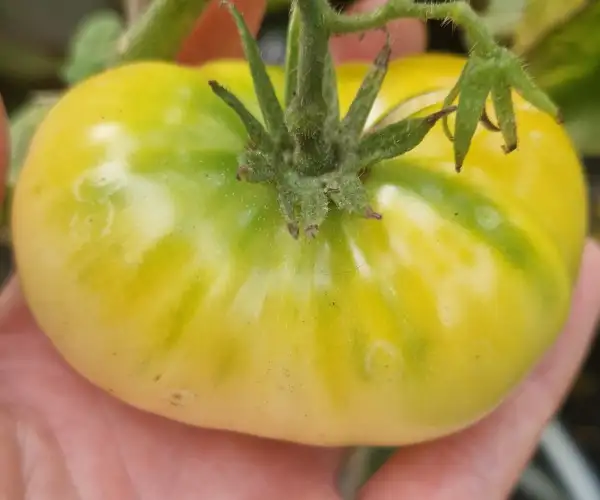 Tomaten: Shah Mikado White