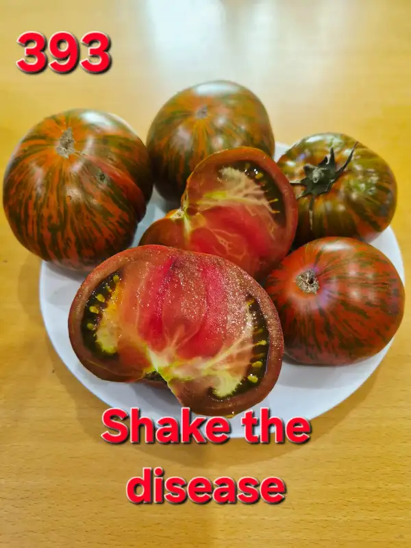 Tomaten: Shake the disease