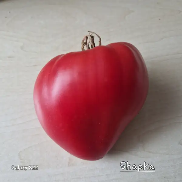Tomaten: Shapka