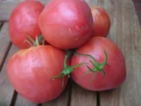 Tomaten: Shapka Monomakha