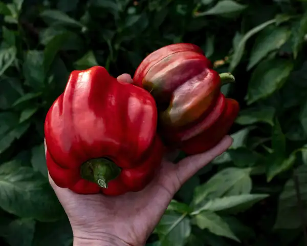 Chili / Paprika: Shar-Pei