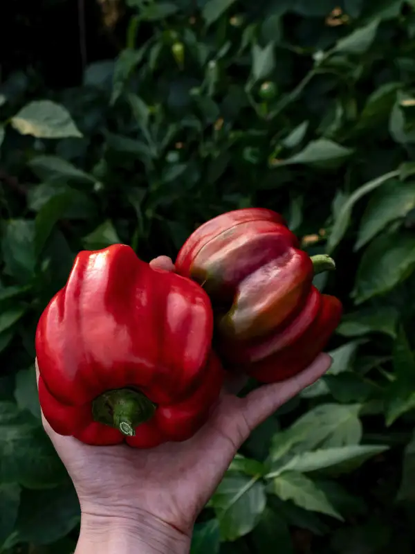 Paprika: Shar-Pei