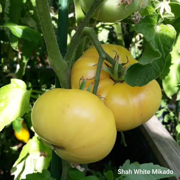 Tomaten: Shaw White Mikado