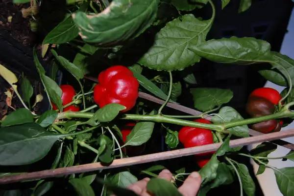 Chili / Paprika: Sheepnose