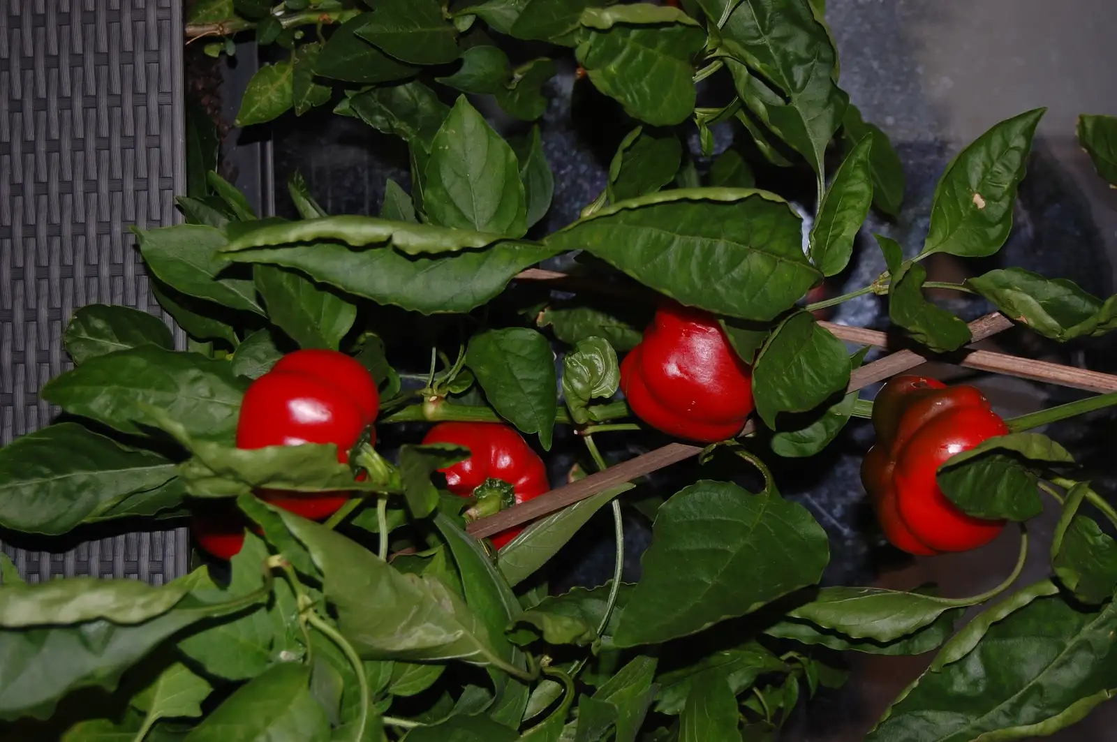 Chili / Paprika: Sheepnose