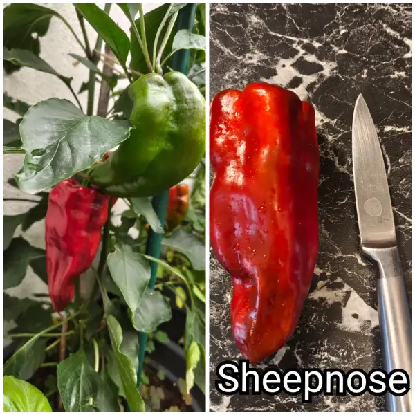Paprika: Sheepnose