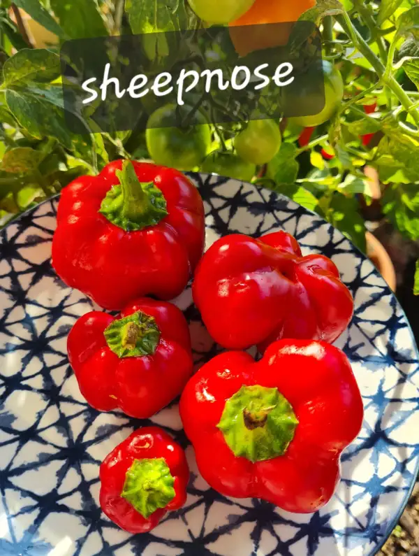 Chili / Paprika: Sheepnose