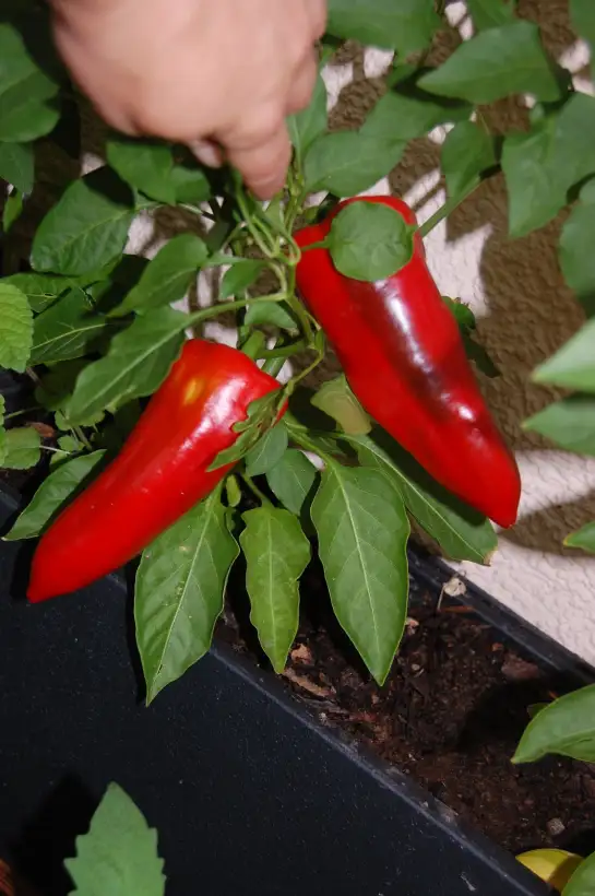 Chili / Paprika: Shepherd Ramshorn