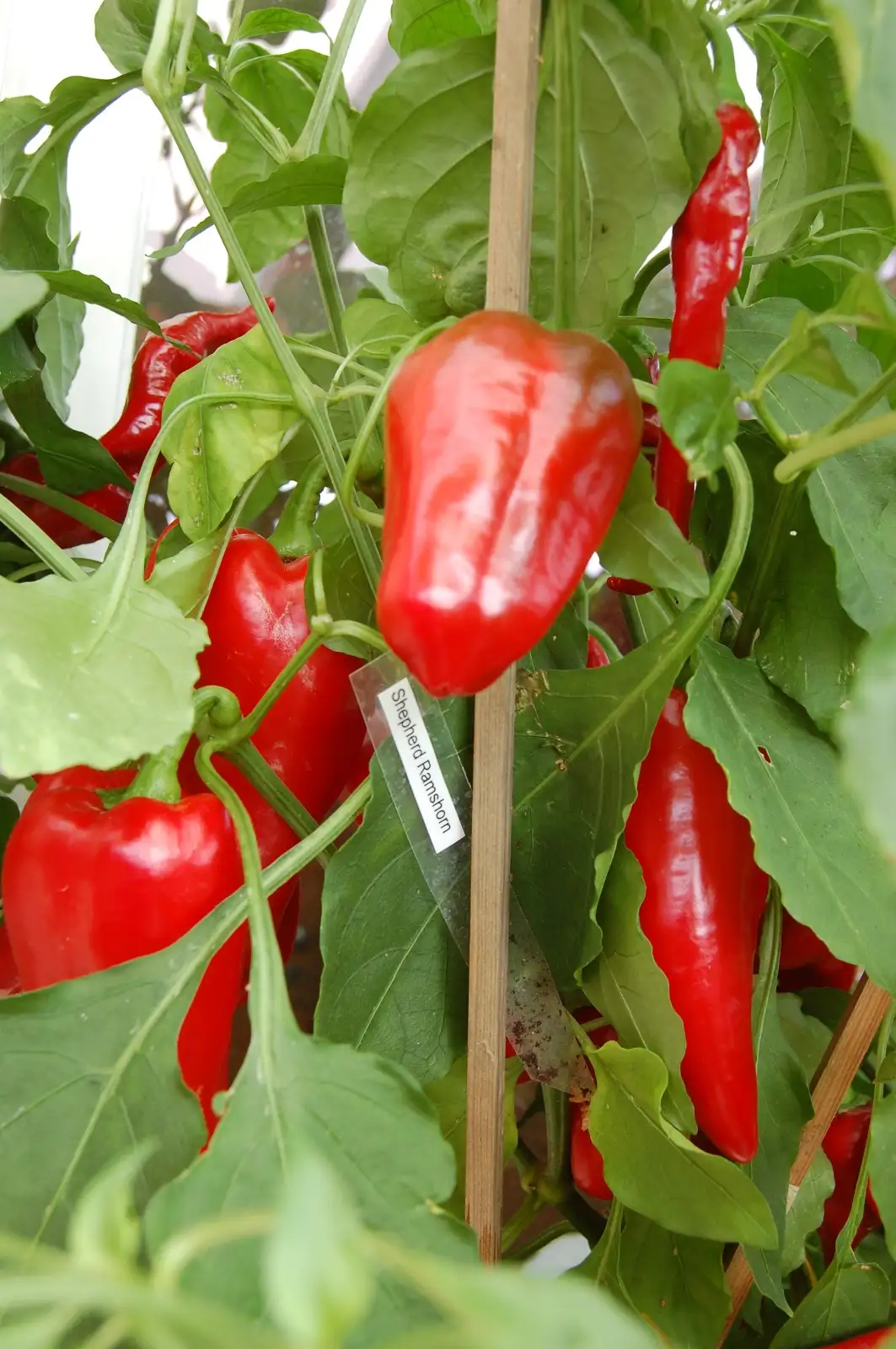 Chili / Paprika: Shepherd Ramshorn
