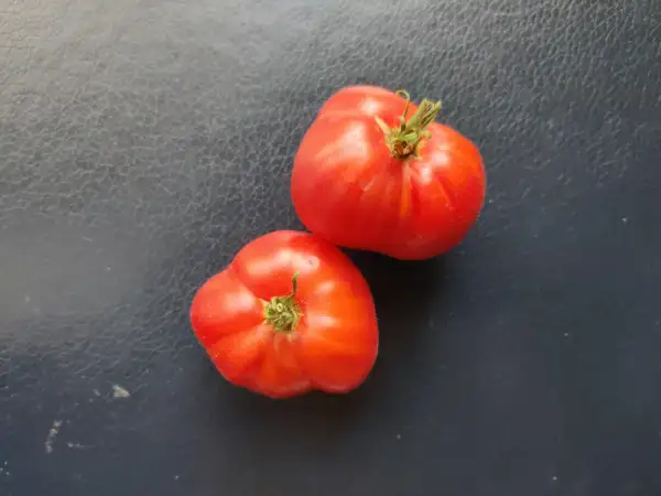 Tomaten: Sherry’s Sweet Heart