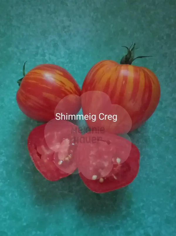 Tomaten: Shimmeig Creg