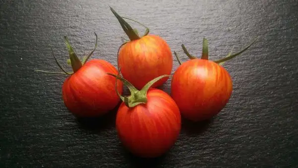 Tomaten: Shimmeig Creg