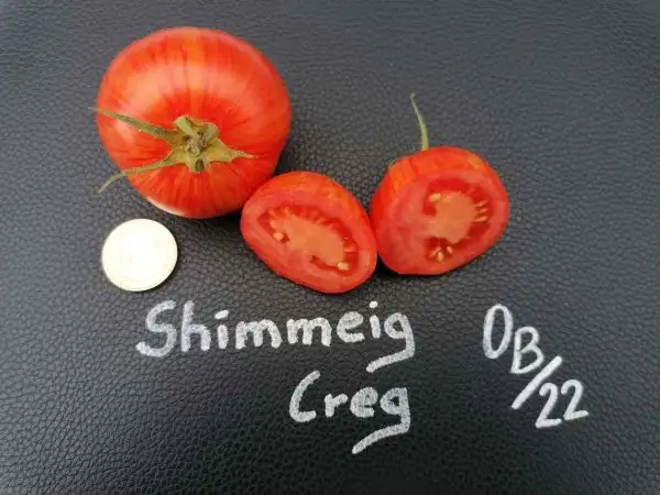 Tomaten: Shimmeig Creg