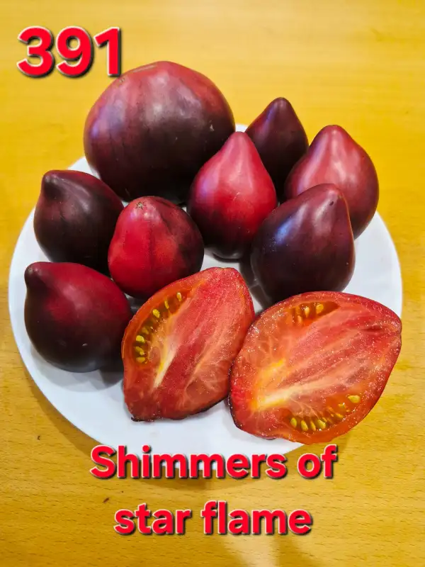 Tomaten: Shimmers of star flame