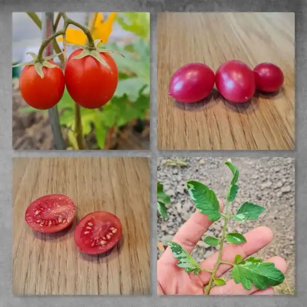 Tomaten: Shimofouri