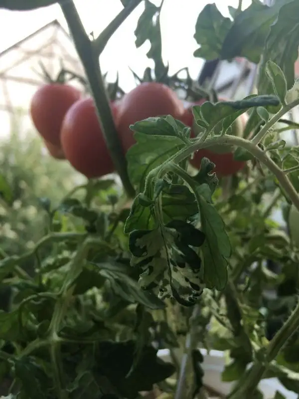 Tomaten: Shimofouri panaschiert