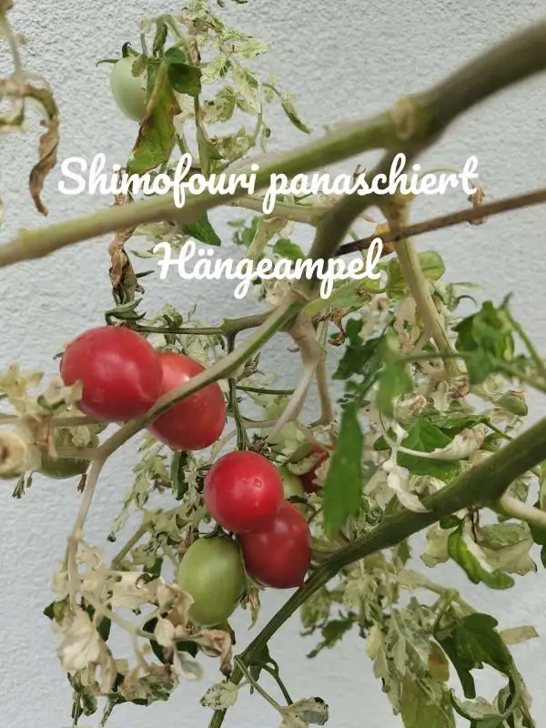 Tomaten: Shimofouri panschiert