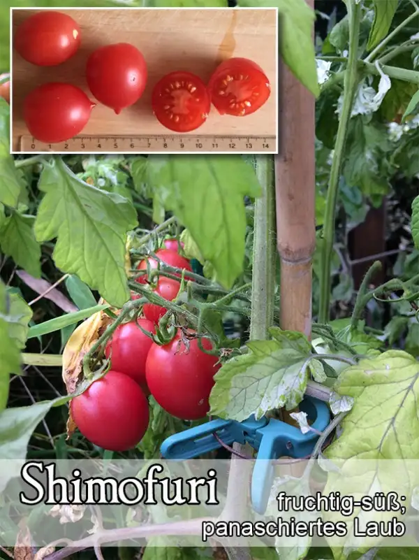 Tomaten: Shimofuri