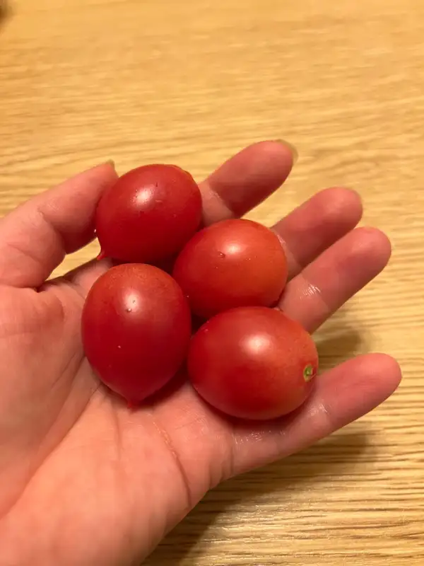 Tomaten: Shimofuri