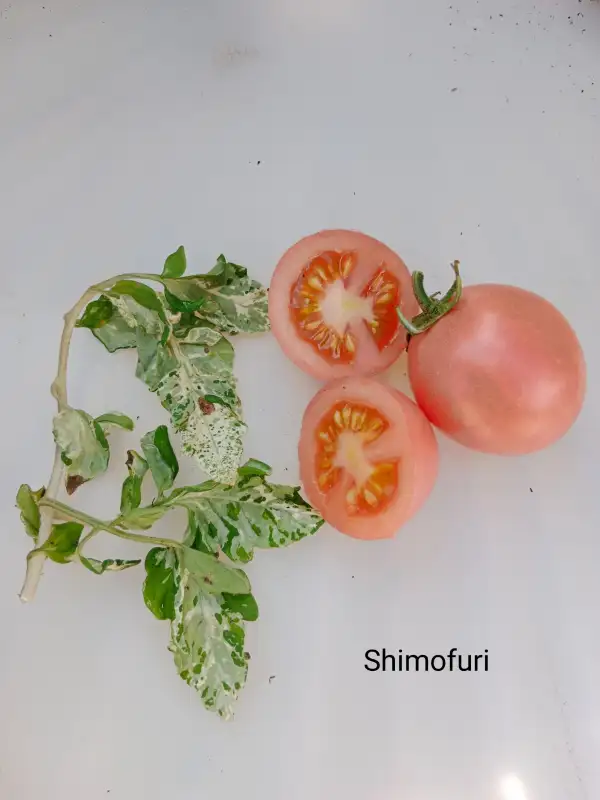 Tomaten: Shimofuri