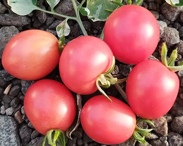 Tomaten: Shimofuri