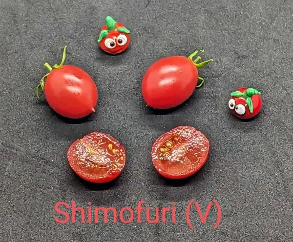 Tomaten: Shimofuri