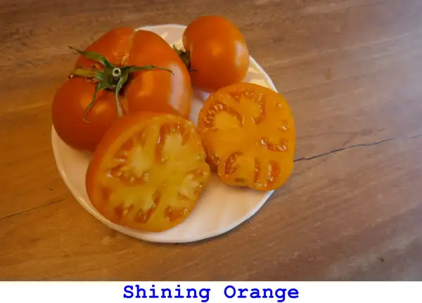 Tomaten: Shining Orange