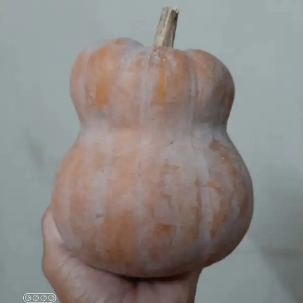 andere Gemüse: Shishigatani Squash, Japan