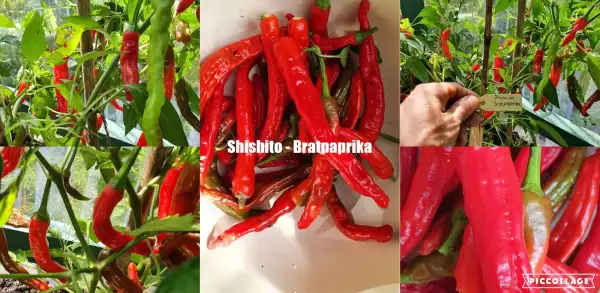 Chili / Paprika: Shishito - Bratpaprika