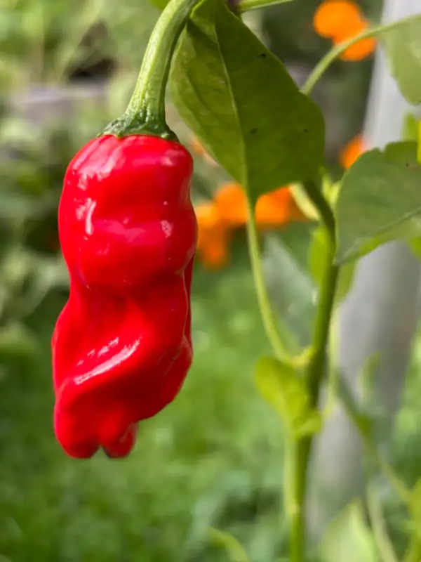 Chili / Paprika: Shishito - Schärfe 0-3