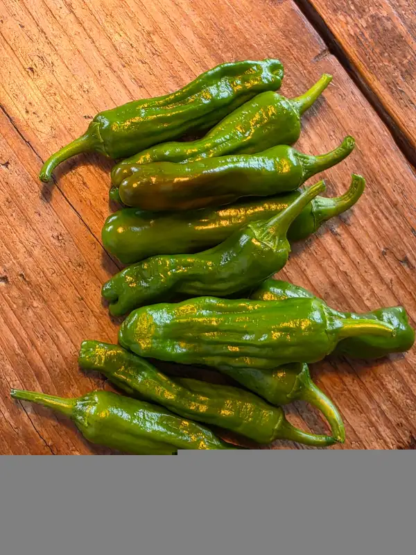 Chili / Paprika: Shishito