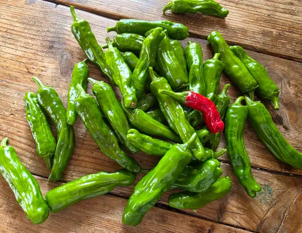 Chili / Paprika: Shishito
