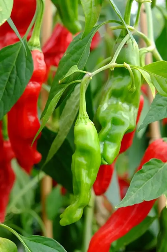 Chili: Shishito
