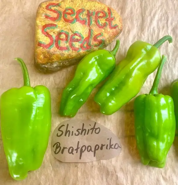 Chili / Paprika: Shishito Bratpaprika