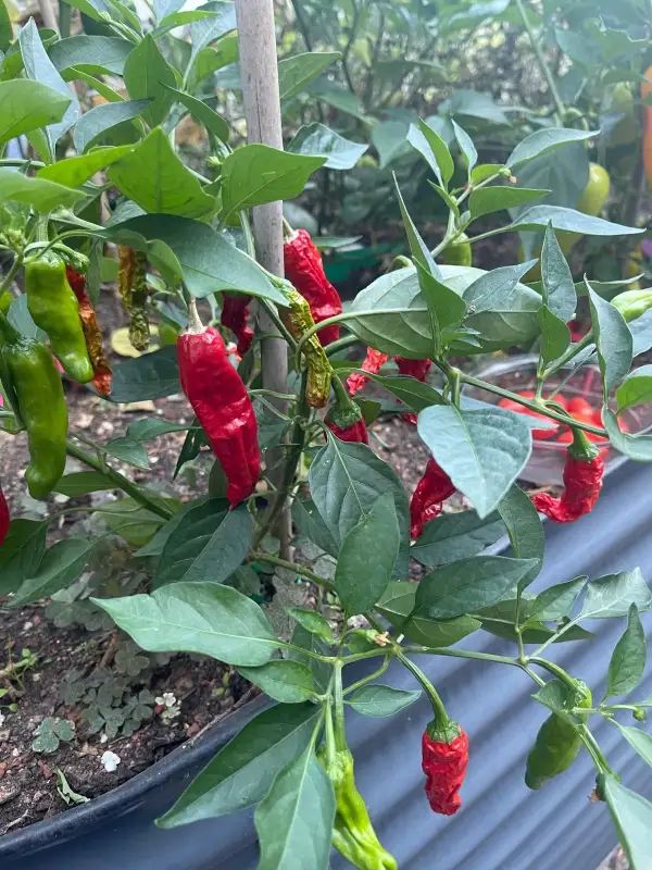 Chili: Shishito Pepper