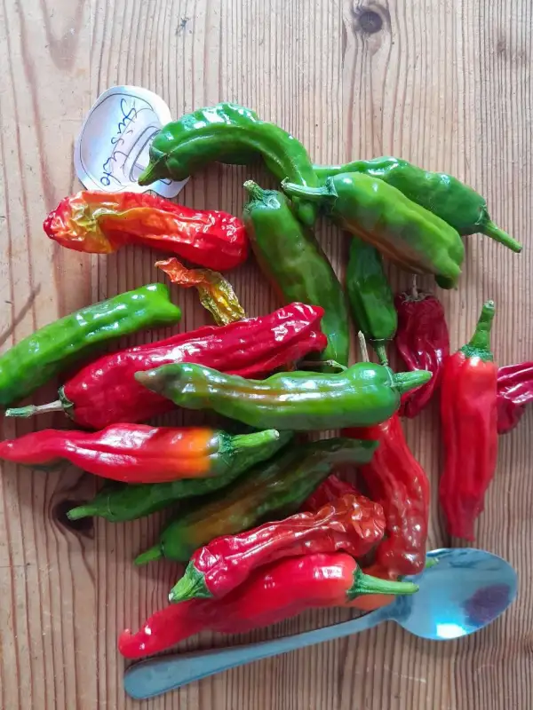 Chili: Shishito, Pimento