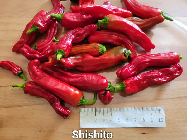 Chili / Paprika: Shishito	Schärfe:	4	Höhe:	80cm