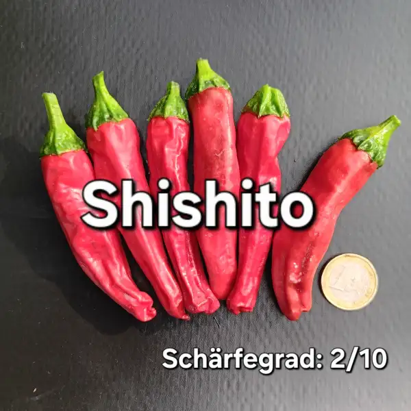 Chili / Paprika: Shishito (Schärfegrad 2)