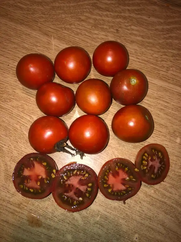 Tomaten: Shokoladnaya Liana