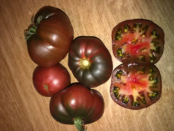 Tomaten: Shokoladny