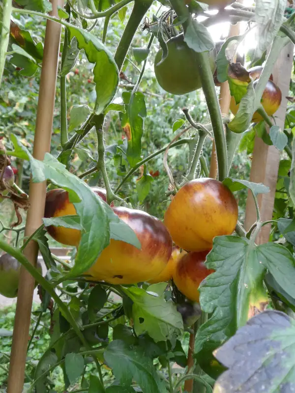 Tomaten: Shokoladnyy Marmelad ( Kat# 2135 )