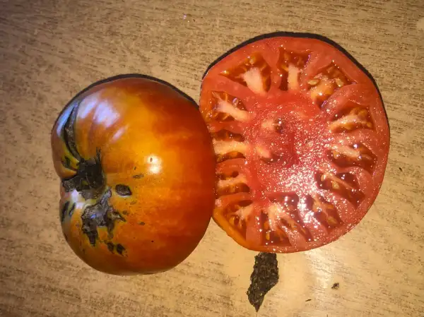 Tomaten: Shuntukskii Velikan