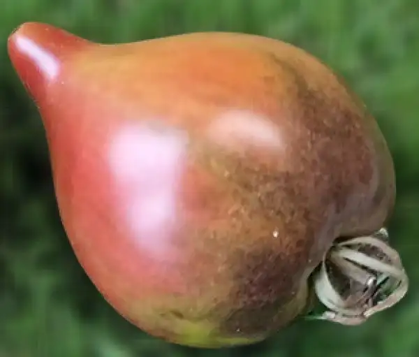Tomaten: Shy Heart of Mordovian