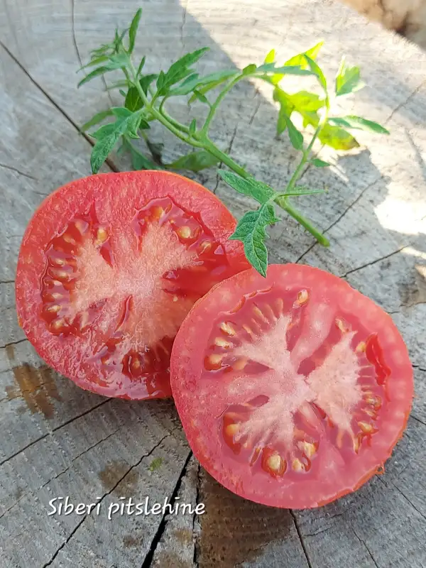 Tomaten: Siberi pitslehine